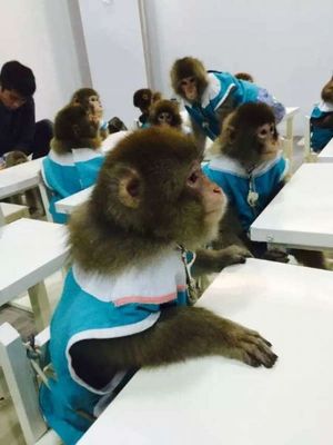 宿州市宿馬園區蒿溝歡樂馴獸表演團|宿州市宿馬園區蒿溝歡樂馴獸表演團主營馬戲團,馬戲表演,馴獸表演,馬戲團表演