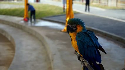 金石野生動(dòng)物園1月9日開園!猛獸、萌寵齊聚