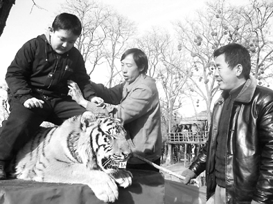 游客騎在老虎身上拍照,5元一張(圖)