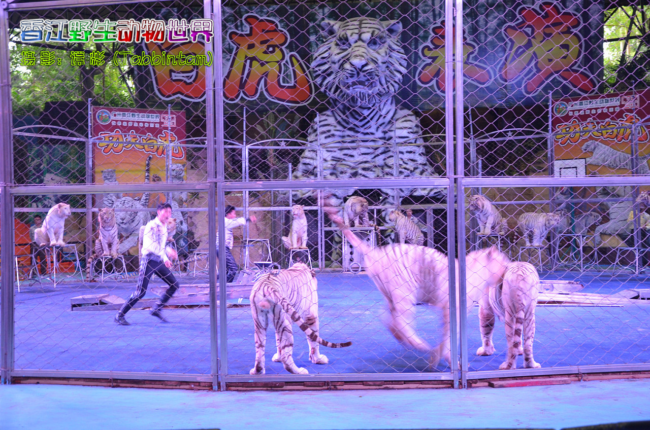 廣州長隆野生動物世界攝影記