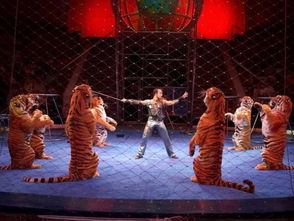 馬戲團老虎為什么失控咬馴獸員