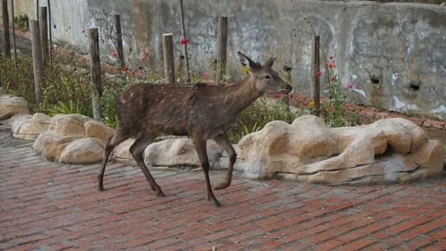 獅子 棕熊 孔雀 1月9日,金石野生動物園開園