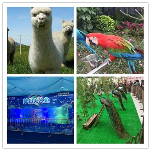 圖們市海洋生物展出租租賃費用