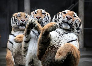 福州動物園五虎起立作揖向游客拜年