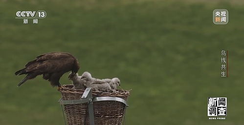 新聞?wù){(diào)查丨大鳥筑巢導致電網(wǎng)跳閘 護鳥使者建起 鐵塔家園