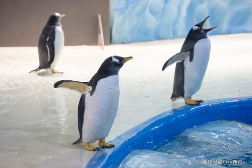 在福建泉州也能暢游環球四大洋,體驗世界級馬戲精品,圓海洋夢了