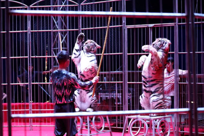 融僑&middot;天越|奇幻馬戲嘉年華正式開(kāi)演,嗨爆全城