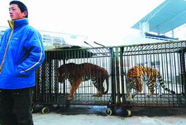北京野生動物園老虎突然發狂撲咬馴獸員