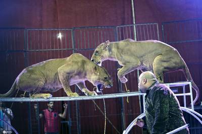 與獸同行!埃及馬戲團表演精彩紛呈