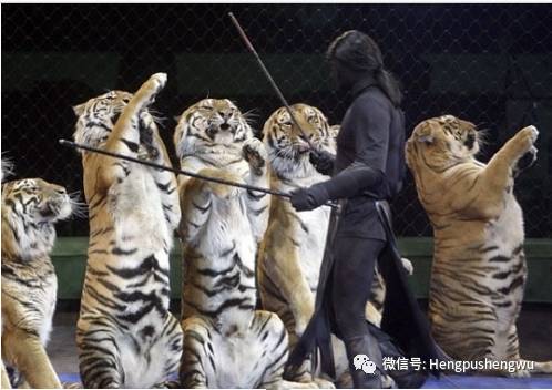 日照龍門崮 頂級雜技表演 龍門大劇院 冰宮 蠟像館一日游