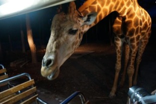 泰國除了人妖,還有什么