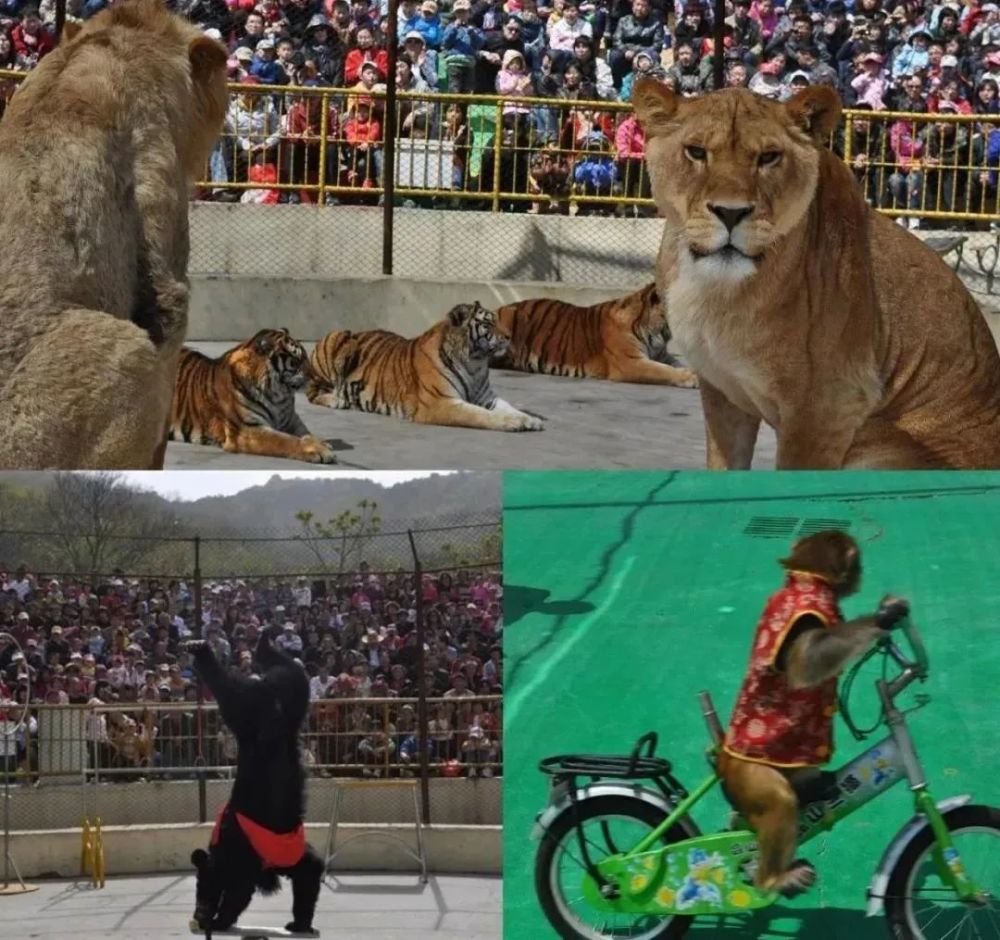 被鐵鏈綁住,注射避孕藥,連續(xù)伺候幾百人后,她掙扎著死去&hellip;