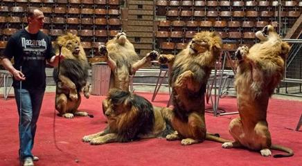 天才馴獸師杰克 與猛獸共舞的傳奇人生