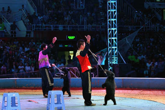 黑熊表演 馴獸表演團的爭議與反思