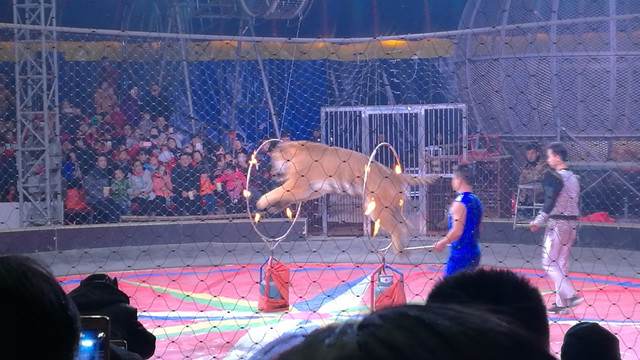 馴獸雜技表演的興起與挑戰(zhàn)