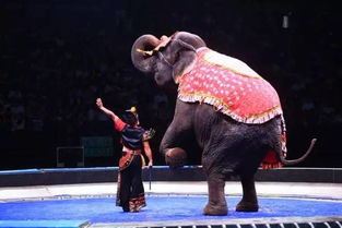 俄羅斯國際大馬戲團首登寧波，寧波廣播購邀您共赴瘋狂動物派對
