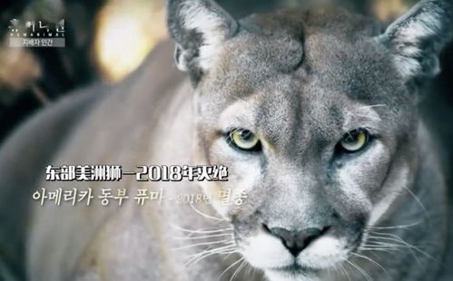 馴獸背后的真相 樸信惠掩面大哭與動物表演團的倫理反思