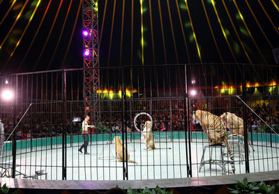 舞美燈光與馴獸表演的藝術融合