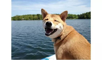 首屆南沙寵物旅游節 無國界美食、黑科技與馴獸表演團共譜歡樂樂章
