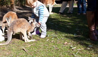 珀斯天鵝河谷一日游 品酒、美食與萌寵的完美邂逅