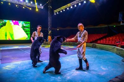 寒風(fēng)瑟瑟，清遠(yuǎn)朋友都躲進(jìn)這個(gè)熱鬧似火的大棚避寒？原來是馴獸表演團(tuán)！