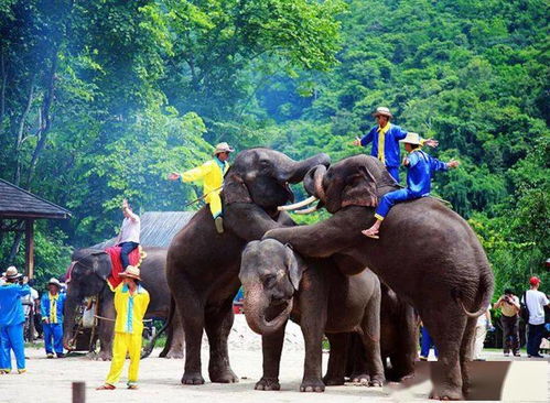新春賀歲之旅 大年初二昆明西雙版納雙飛六日精品游，親臨馴獸表演盛宴