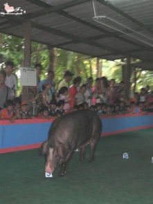 與媽媽的泰國之旅 當(dāng)傳統(tǒng)團(tuán)隊(duì)游遇上別樣馴獸表演團(tuán)