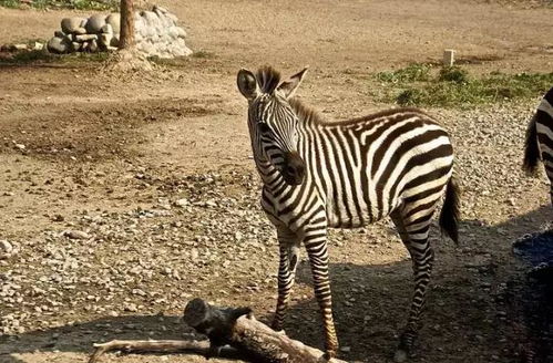 濮陽東北莊野生動(dòng)物園盛大開園，明星馴獸表演團(tuán)邀您共赴自然奇趣之旅