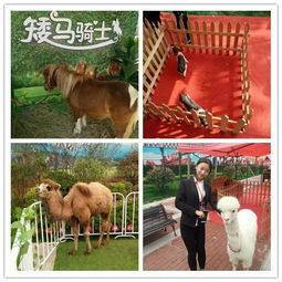 鳳翔文旅新亮點(diǎn) 百鳥奇蝶標(biāo)本展與精彩馴獸表演人氣火爆