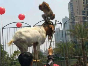 青島雄獅馬戲團(tuán) 一場別開生面的馴獸盛宴